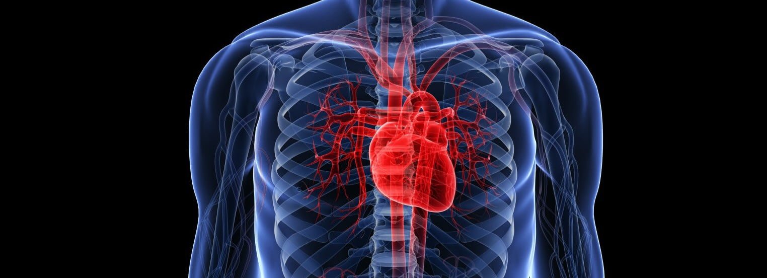 Human Heart Facts E1440050578844 مجلة نقطة العلمية
