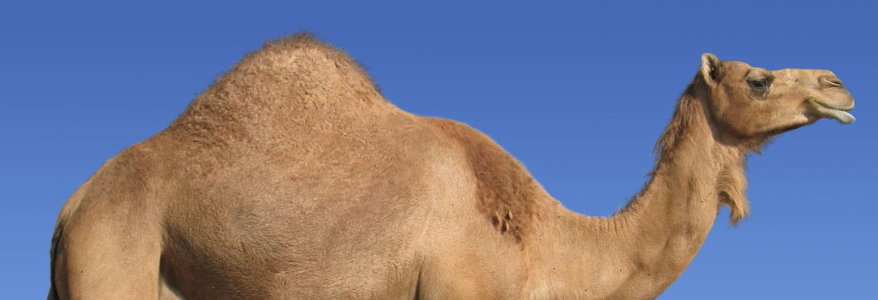 arabian camel 1280x1024 e1409226747406 الجـِمال .. سيّارات المُستقبل !! مجلة نقطة العلمية