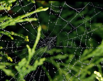Spider Web With Water Droplets Ajhd مجلة نقطة العلمية