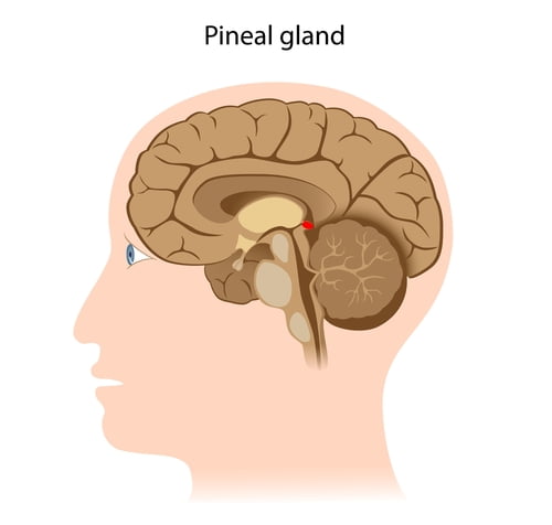 Pineal Gland 2 Shutterstock 157672199 Webonly مجلة نقطة العلمية