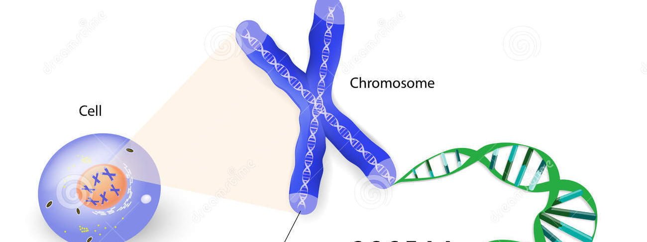 Human Cell Chromosome Telomere Repeating Sequence Double Stranded Dna Located Ends Chromosomes Each Time 36989577 E1419282323783 مجلة نقطة العلمية