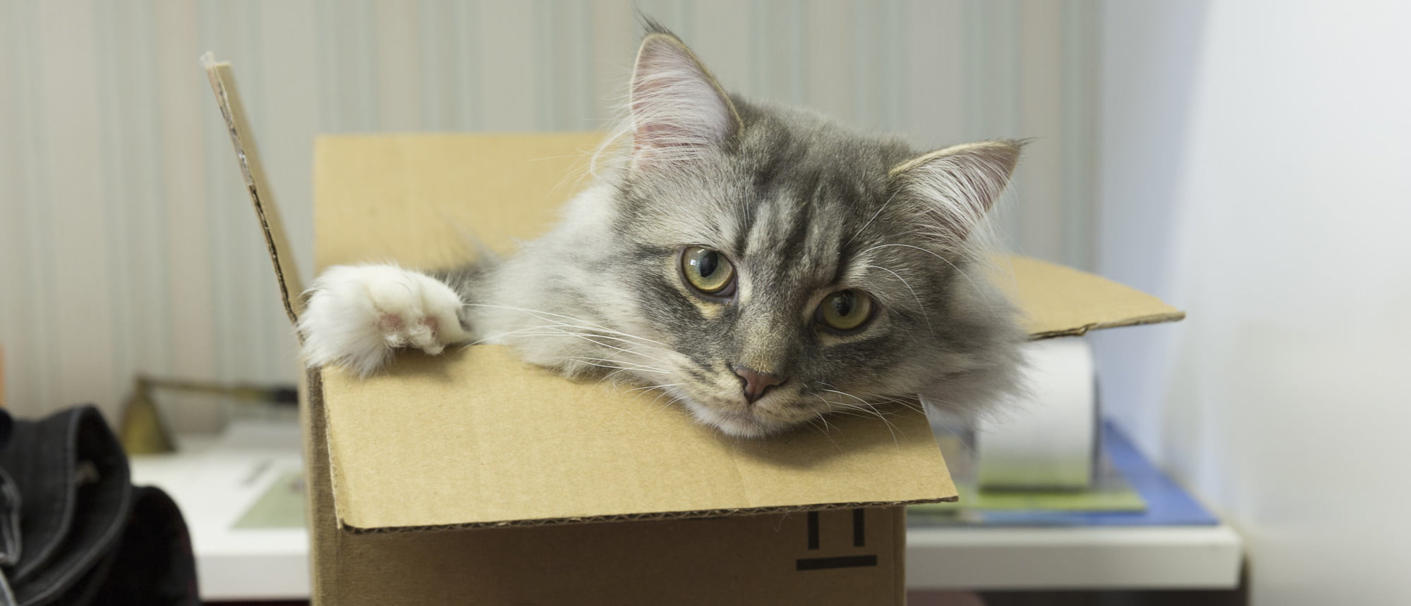 o WHY CATS LIKE BOXES facebook e1436116068243 لماذا تحب القطط صناديق الكرتون؟ مجلة نقطة العلمية