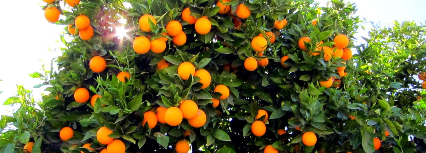 orange trees e1438325228218 الخدمة الشتوية لاشجار الموالح مجلة نقطة العلمية