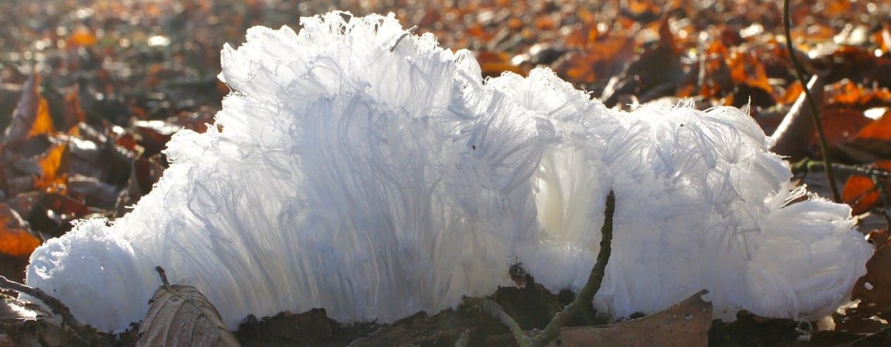 hair ice in a forest near moosseedorf switzerland credit christian matzler e1456478531387 لغز الفطريات المرحة: كيف تحول الخشب إلى ثلج يشبه غزل البنات؟ مجلة نقطة العلمية