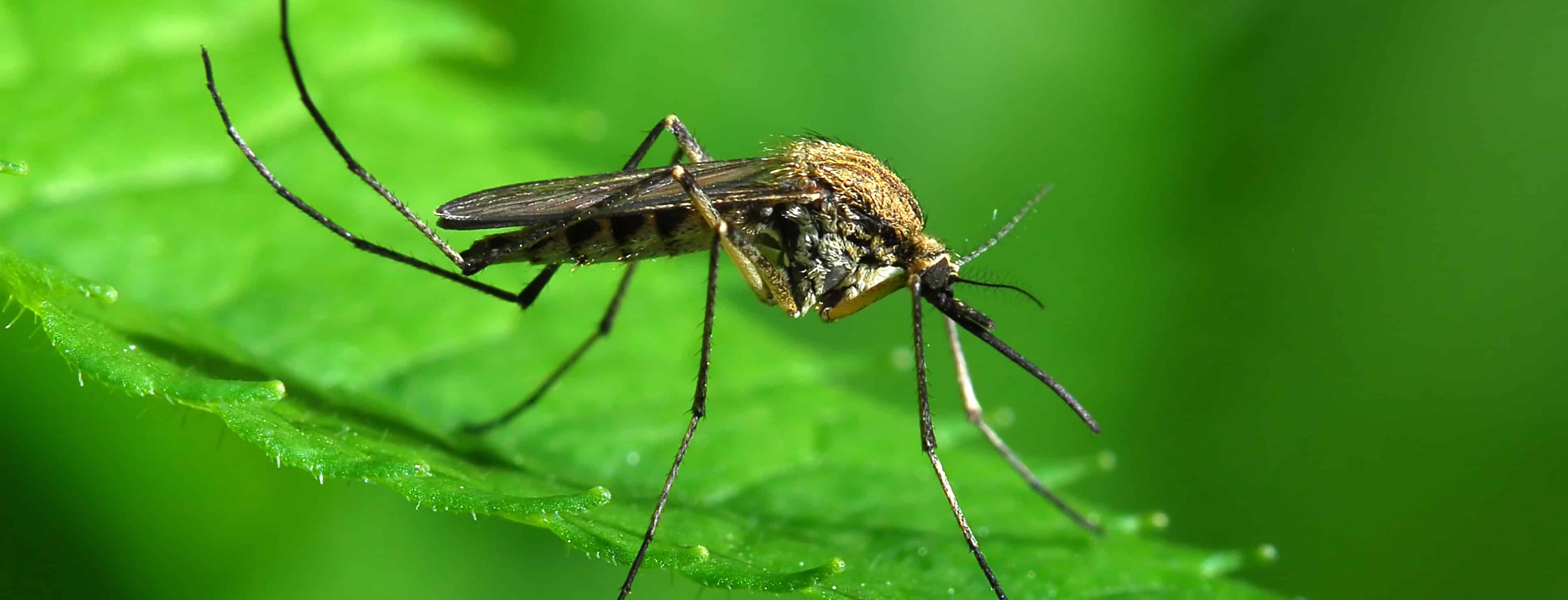 Mosquito Squad of Charlotte shows a mosquito feeding on a plant e1454269194493 البعوض هو سلاح الدمار الشامل المستقبلي مجلة نقطة العلمية