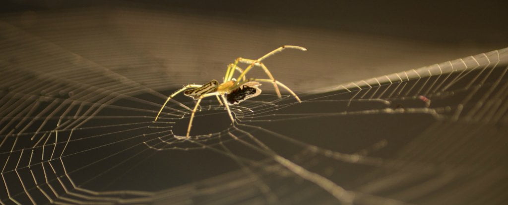 Spiderweb 1024 مجلة نقطة العلمية