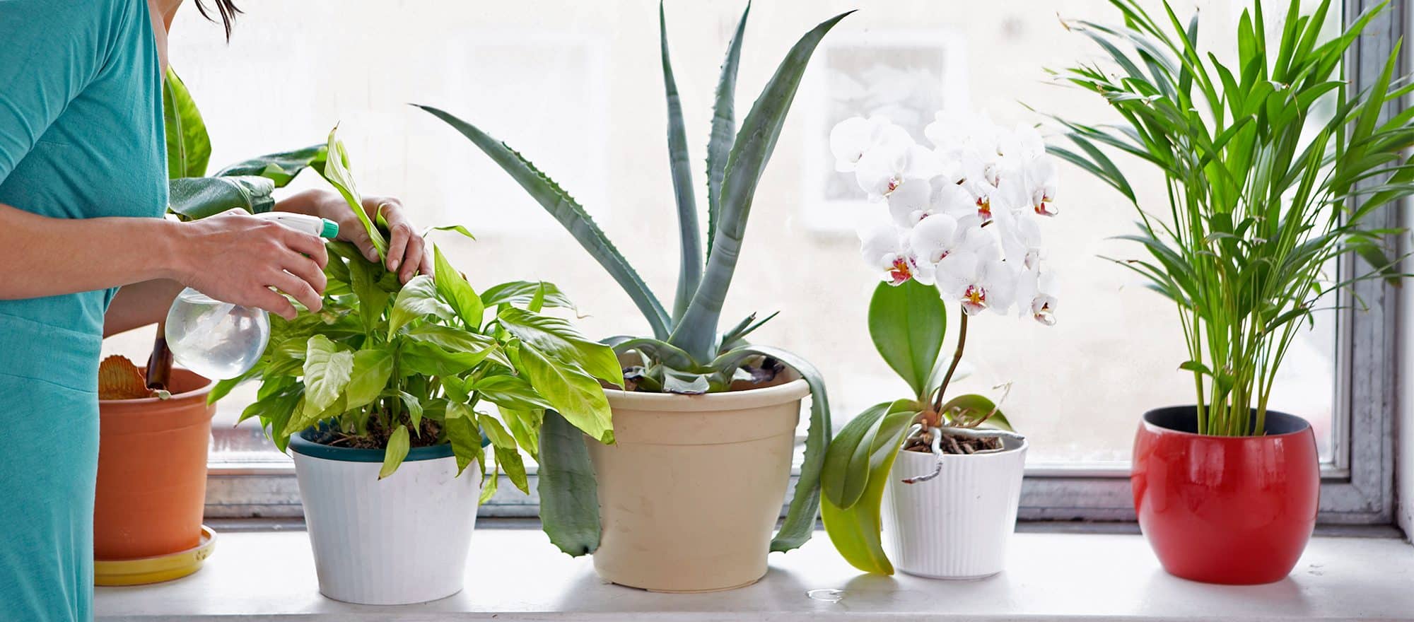 urban indoor plants e1477058232880 هل يمكن للنباتات المنزلية أن تكون مؤذية للبشر؟ مجلة نقطة العلمية