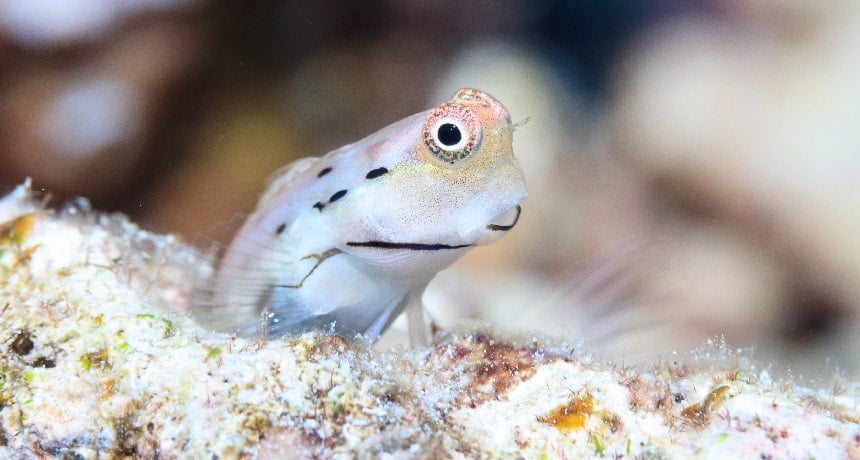052219 sm reef fishes feat أسماك لا يزيد حجمها عن الخنصر توفر الكثير من الطعام في الشعاب المرجانية مجلة نقطة العلمية
