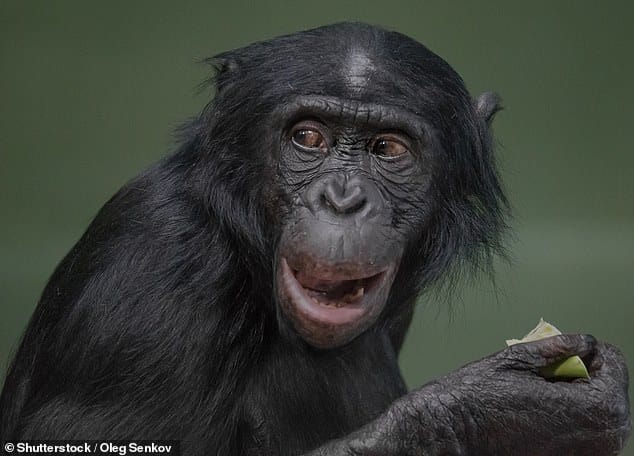 13723810 7050203 Bonobo mothers help their sons to find suitable mates by present m 1 1558366012004 أمهات قرود "BONOBO" يساعدن أولادهن على التزاوج مجلة نقطة العلمية