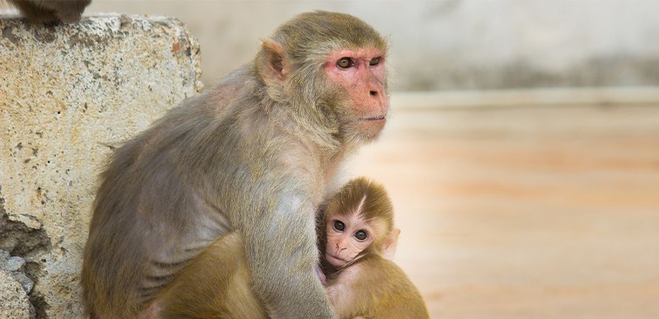 monkeys وضع الجينات البشرية في القرود خيال قد يصبح حقيقة مجلة نقطة العلمية
