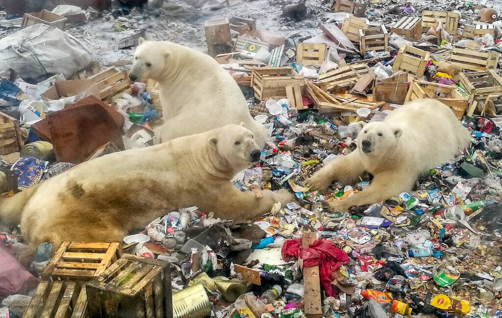 1 polarbearsar العثور على دب قطبي جائع يتجول في مدينة روسية صناعية مجلة نقطة العلمية