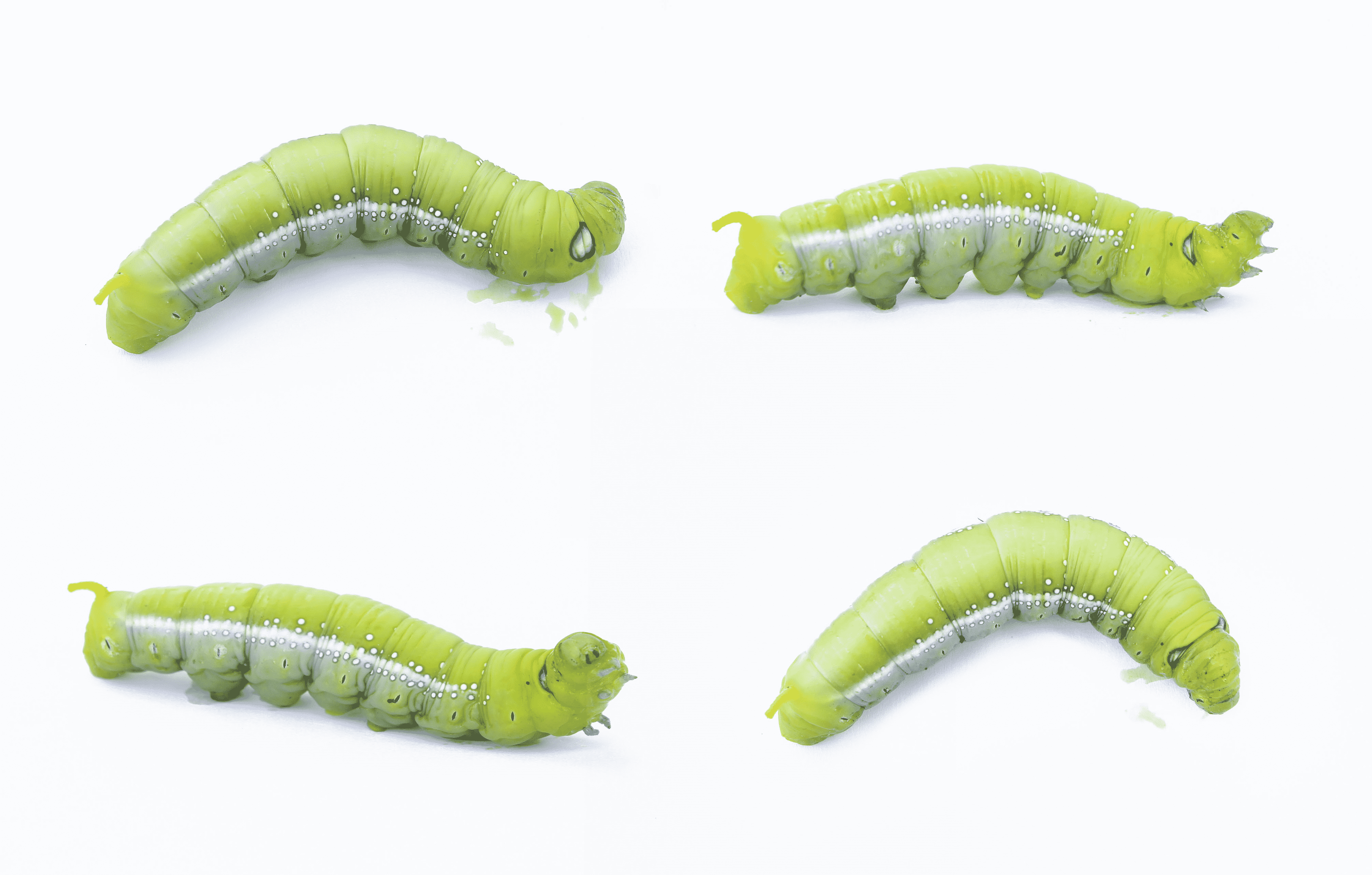 Photo Caterpillar No. 2 مجلة نقطة العلمية