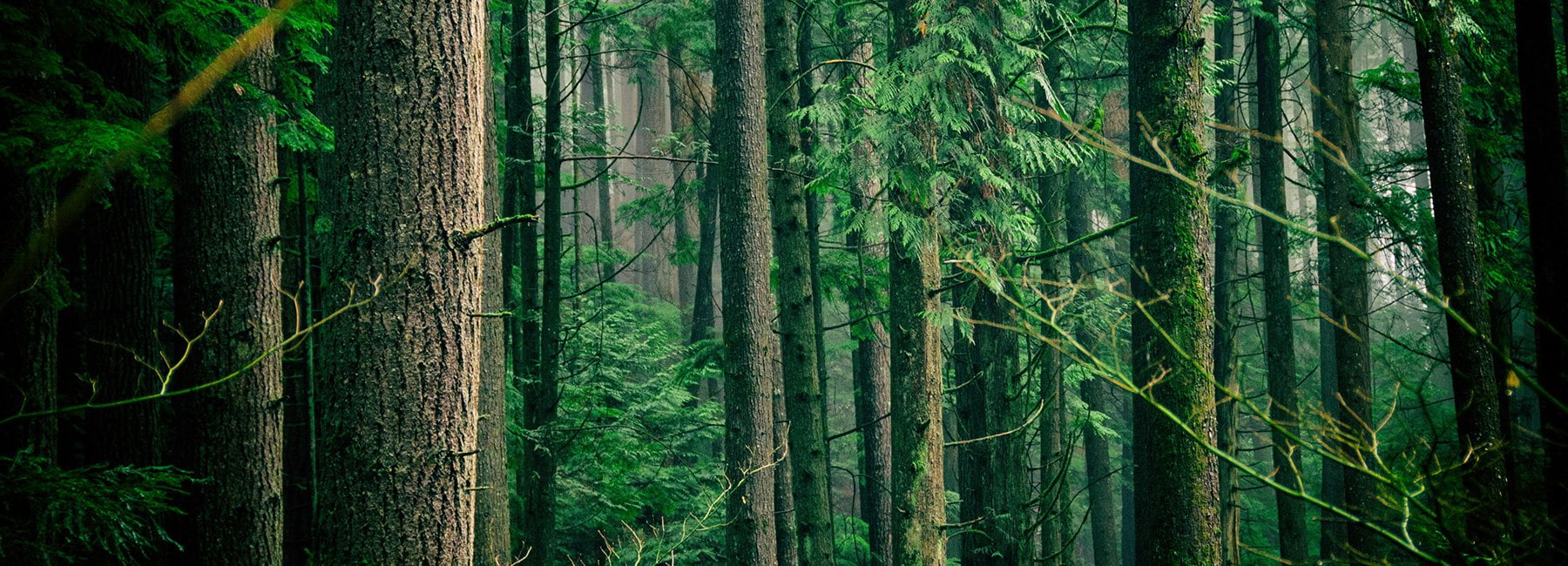 can planting a trillion trees save us from climate change designboom 1800 العلماء يخططون لزراعة تريليون شجرة .. ولكن لماذا؟ مجلة نقطة العلمية