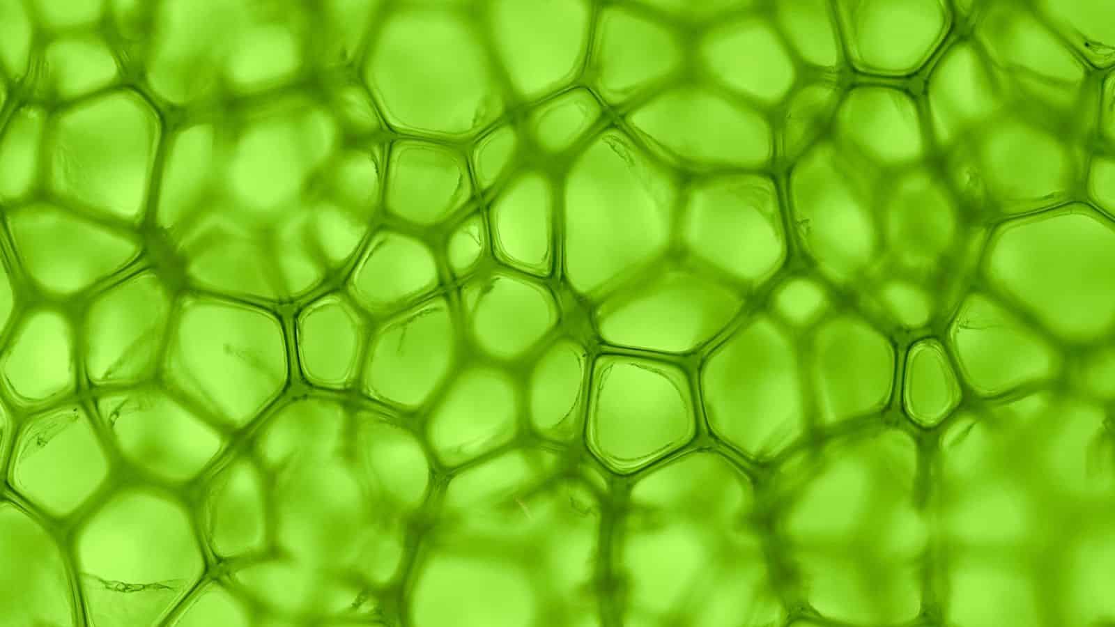 الطحالب الخضراء طفرة جديدة في البحث عن الطاقة: إنتاج الوقود الحيوي من الطحالب البحرية المُعدلة وراثياً مجلة نقطة العلمية