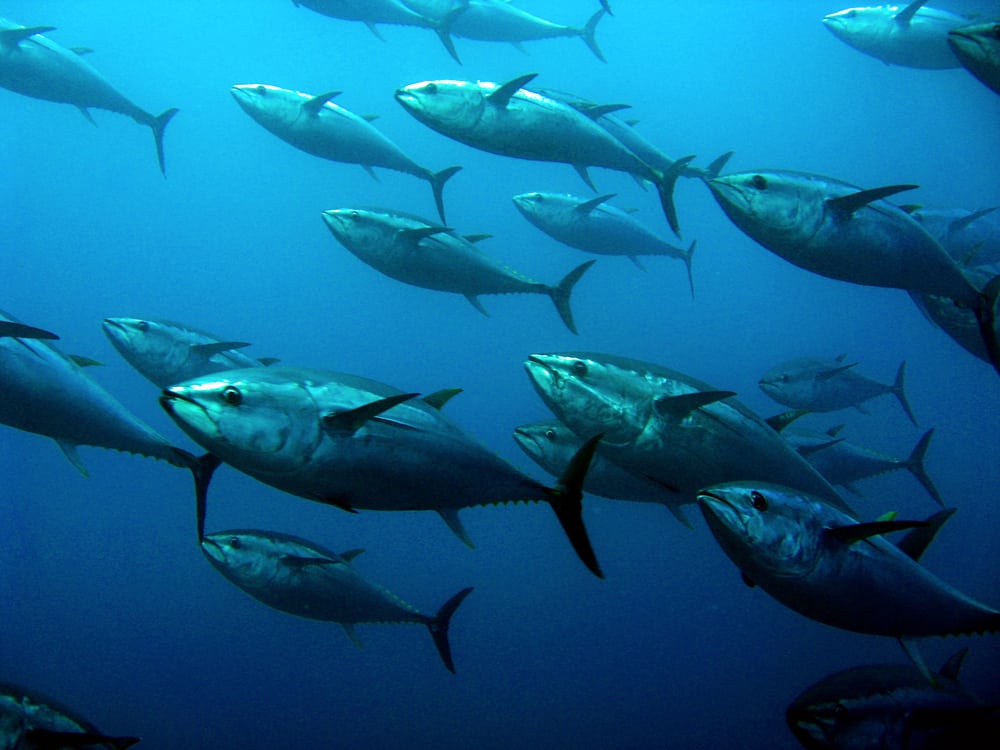 Bluefin Tuna مجلة نقطة العلمية
