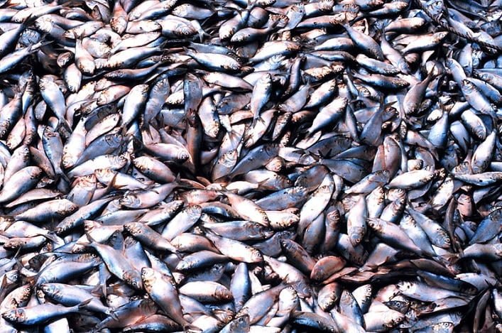 surpeche poissons wikicommons بسبب آثاره المدمرة للحياة البحرية حظر الصيد الكهربائي في المياه الفرنسية مجلة نقطة العلمية