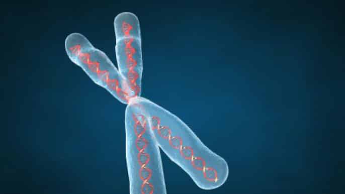 Dna Chromosome Ucsf مجلة نقطة العلمية