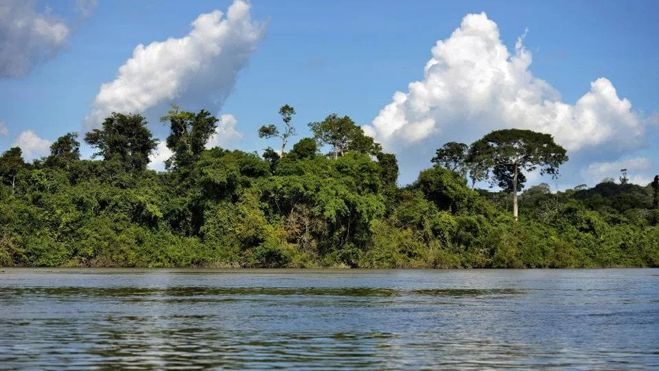ezgif 1 76e43e18cb3f شركة أمريكية تزرع أشجارا في الأمازون كهدية لموظفيها بمناسبة موسم العطلات 2020 مجلة نقطة العلمية