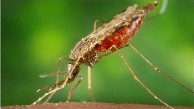 112104684 gettyimages 944691950 1 العلماء يكتشفون ميكروبا يوقف نشر البعوض لمرض الملاريا مجلة نقطة العلمية