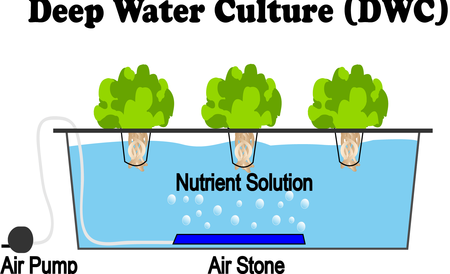 الزراعة المائية - مدونة نقطة العلمية