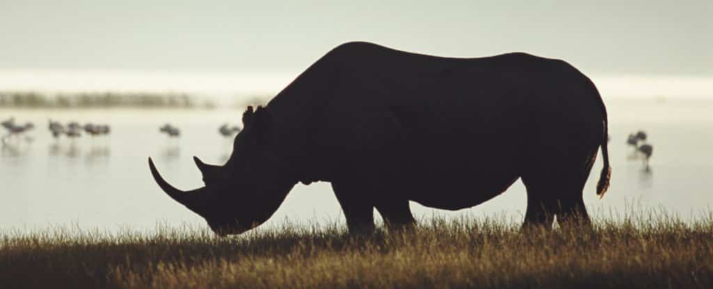 010 black rhino 1024 يحدث الآن و بوتيرة متسارعة، الأرض تشهد سادس عصور الإنقراض العظيمة. مجلة نقطة العلمية