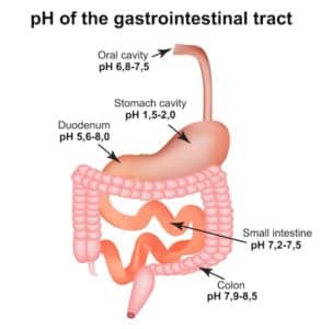 Ph Gastro Tract Shutterstock مجلة نقطة العلمية
