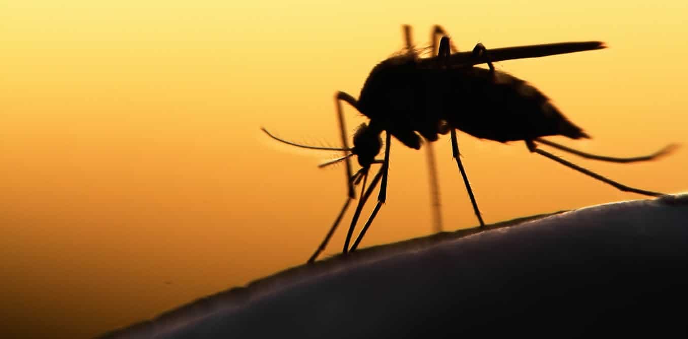file 20200828 18 1fj9oj6 الاحترار العالمي...قد يزيد من خطر انتشار الملاريا مجلة نقطة العلمية