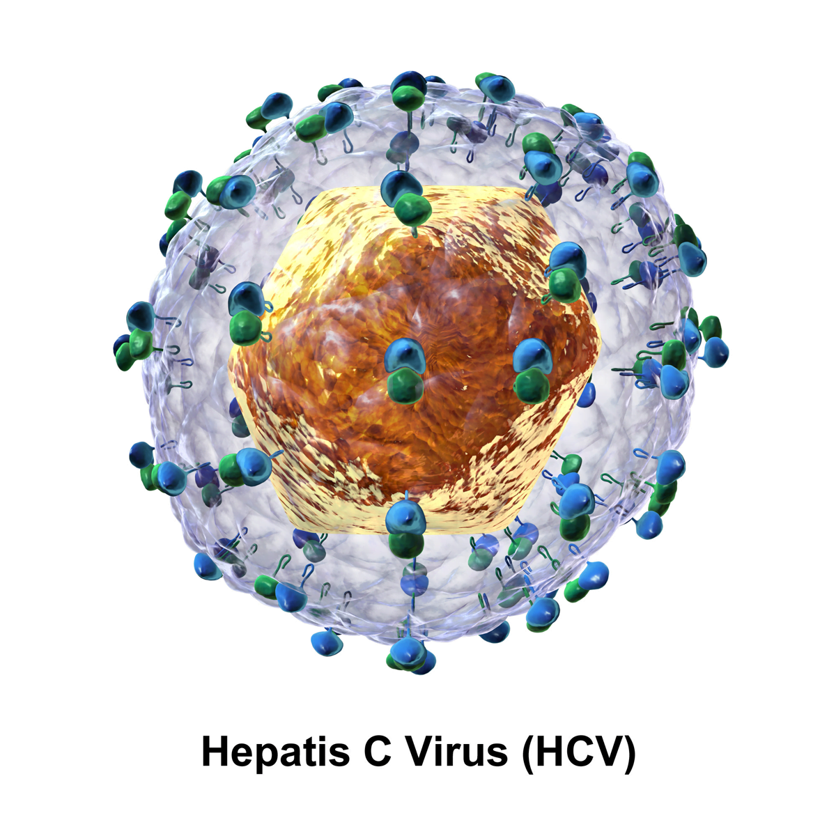 HCV 1 جائزة نوبل لاكتشاف فيروس سي | أمل جديد يلوح في الأفق مجلة نقطة العلمية