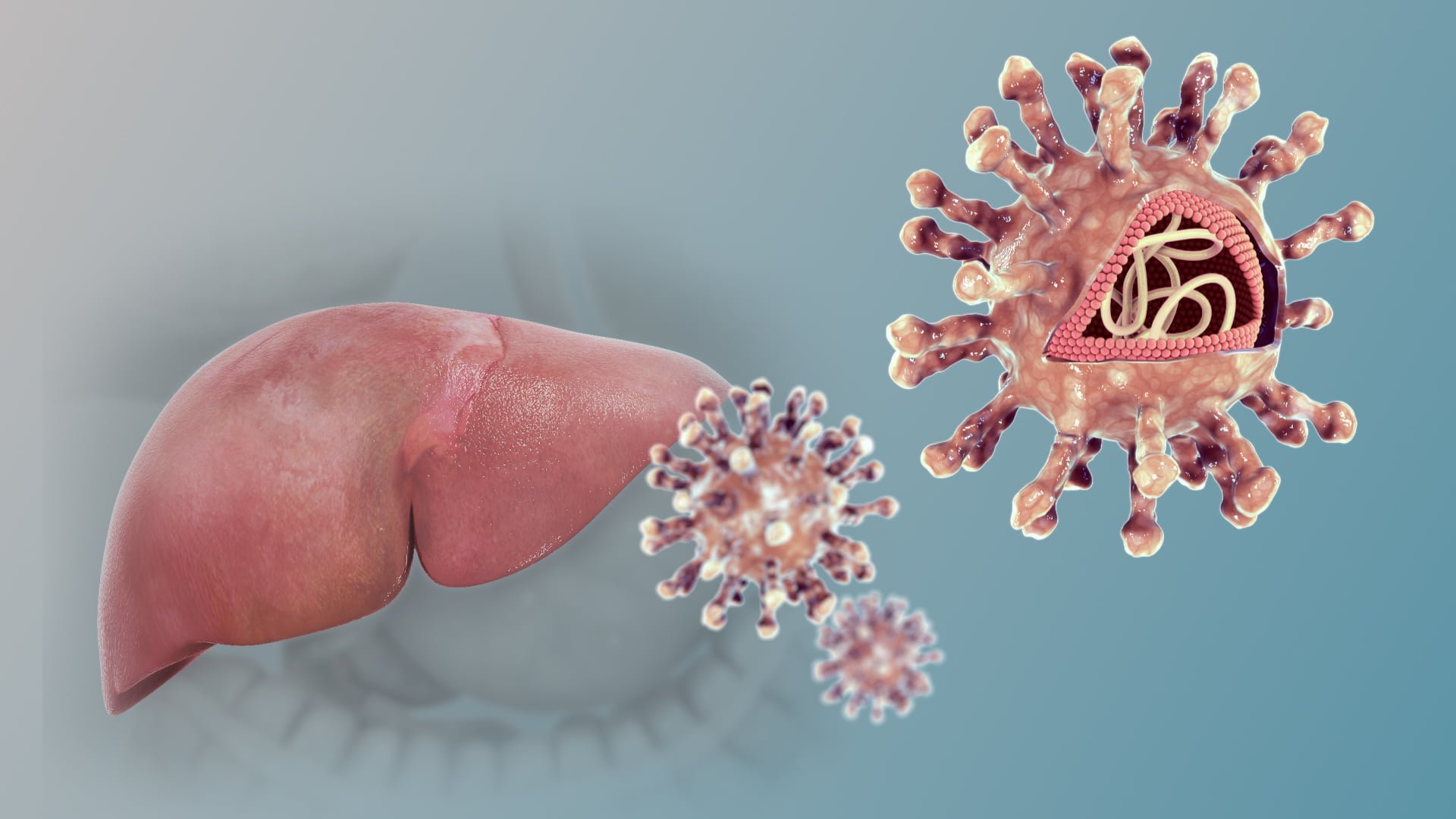 Hepatitis C جائزة نوبل لاكتشاف فيروس سي | أمل جديد يلوح في الأفق مجلة نقطة العلمية