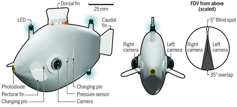 5ffee04c53d55 روبوتات مستوحاة من الأسماك تنسق حركاتها دون أي تحكم خارجي مجلة نقطة العلمية
