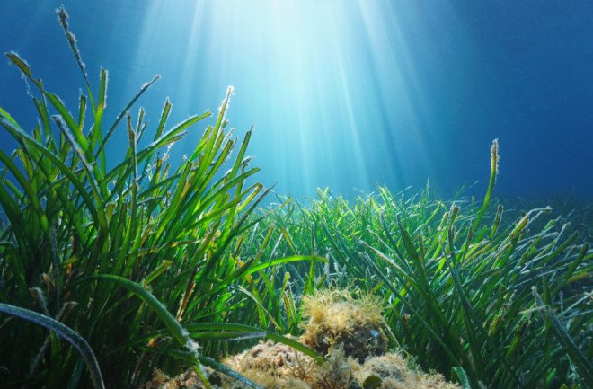 ocean تهديد جديد لأعشاب البحر..التلوث الضوضائي تحت الماء الذي يسببه الإنسان مجلة نقطة العلمية
