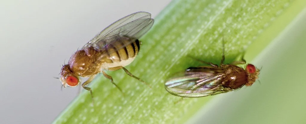 Drosophilapreyforsecretcarnivorousplant 1024 مجلة نقطة العلمية