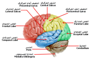 فصوص المخ مجلة نقطة العلمية