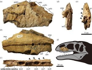 47648123 10312503 Ulughbegsaurus Was Identified By Its Left Jaw Bone And Teeth Ent A 50 1639740887786 مجلة نقطة العلمية