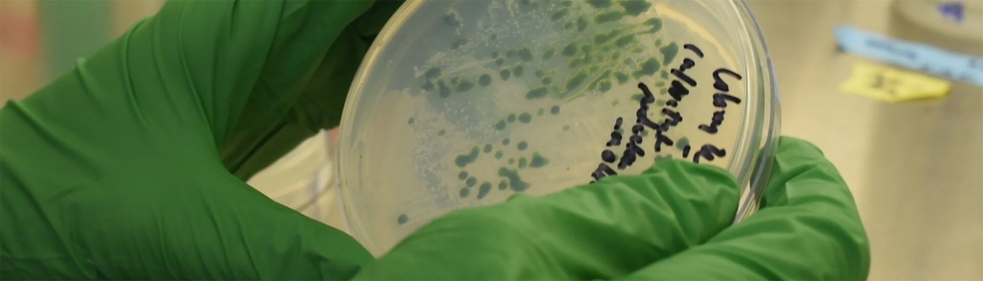 recent algae discovery كيف يمكن للطحالب أن تعزز إنتاج الوقود الحيوي؟ مجلة نقطة العلمية