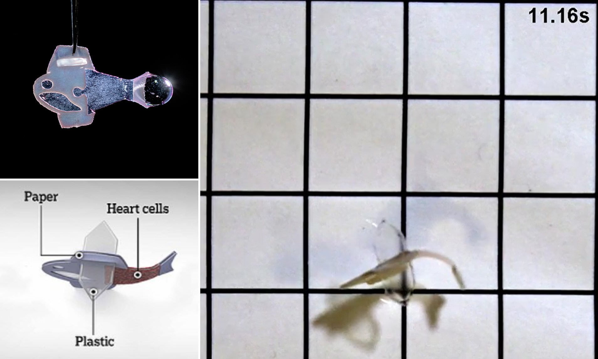 54069621 0 image a 5 1644591878824 علماء يبتكرون سمكة اصطناعية مصنوعة من خلايا قلب الإنسان مجلة نقطة العلمية