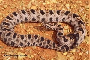 Pygmy Rattlesnake مجلة نقطة العلمية