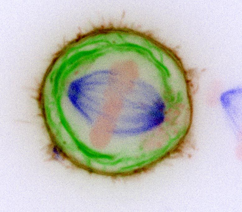 Chromosomes Membranes Living Cell علماء يحددون أصل السرطان من خلال "جراحة" الخلايا مجلة نقطة العلمية