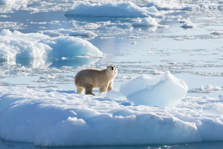 SEI 110033553 الدببة القطبية تتكيف مع تغير المناخ من خلال الصيد على جليد المياه العذبة مجلة نقطة العلمية