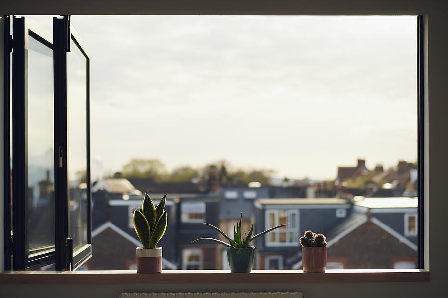 Three House Plants On Window Sill In Summer Barton مجلة نقطة العلمية
