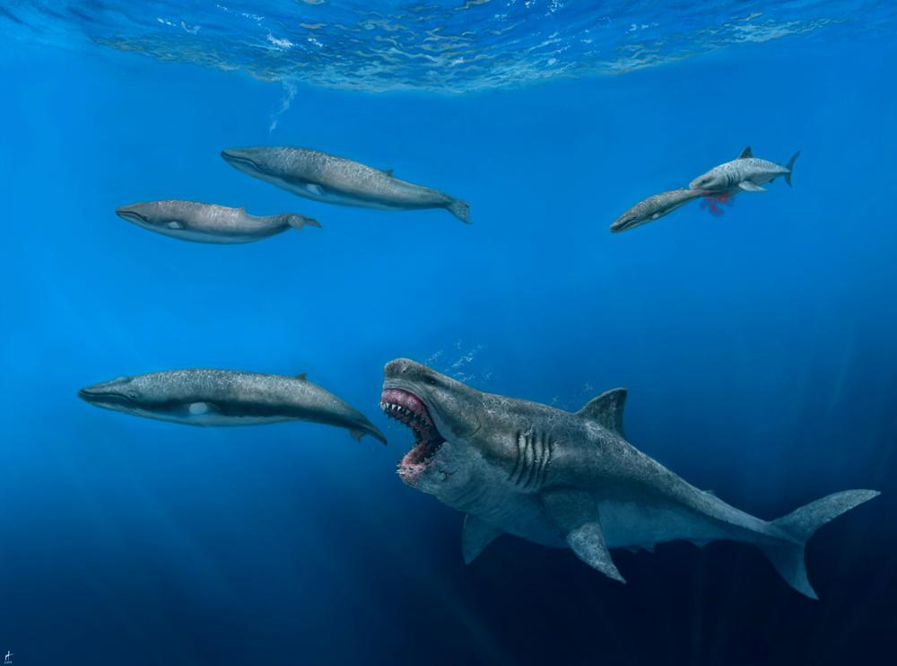 1000 5 1 قبل ملايين السنين كانت أسماك القرش أكبر وأضخم وأشرس مجلة نقطة العلمية
