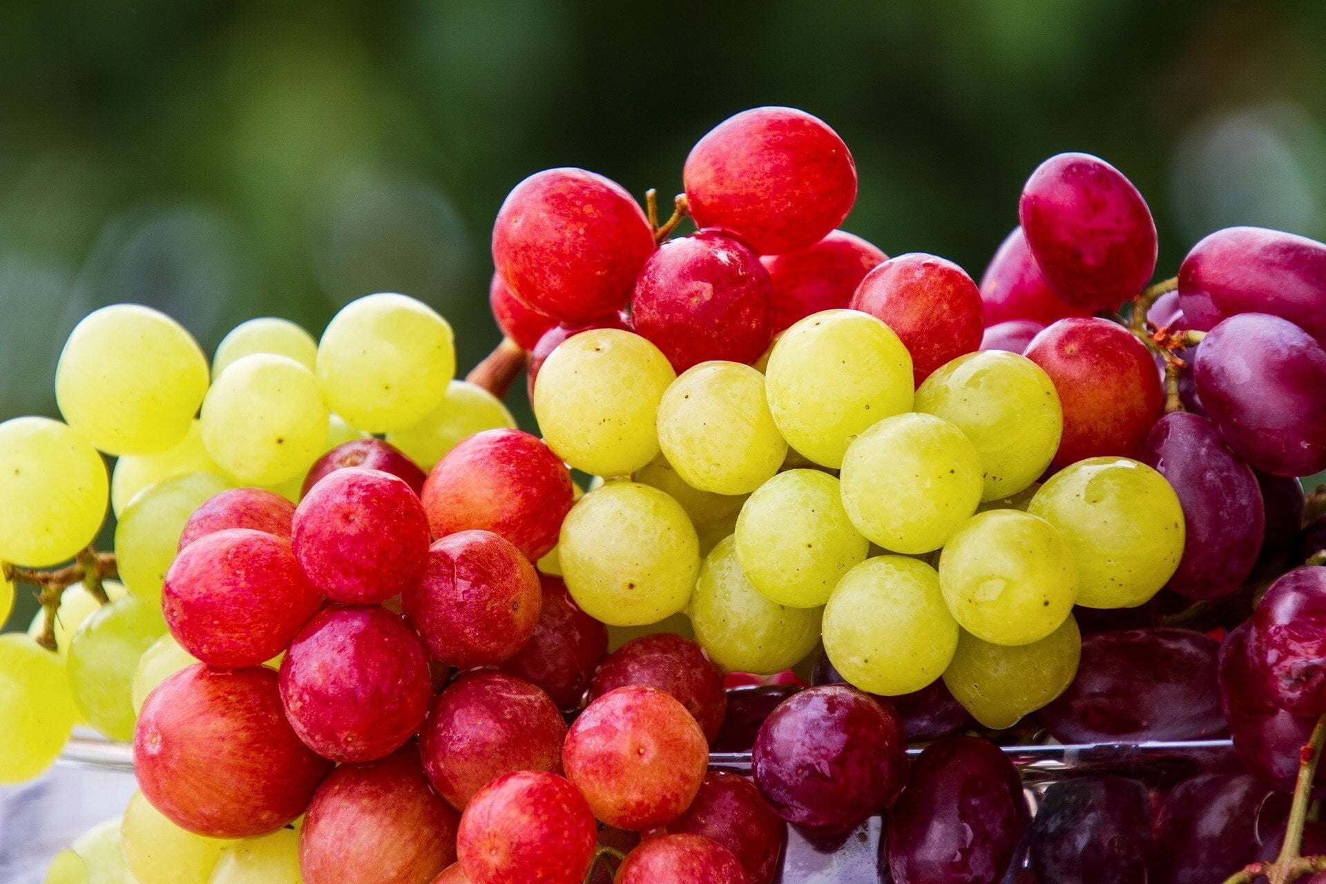 grapes تأثيرات "مذهلة" لاستهلاك العنب على الصحة وعلى العمر مجلة نقطة العلمية