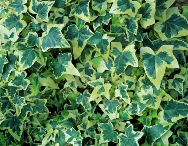 types ivy 12140 3 1604702935 10 نباتات تساهم في تنقية الهواء مجلة نقطة العلمية
