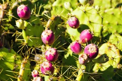 Red Prickly Pear Cactus Fruits مجلة نقطة العلمية