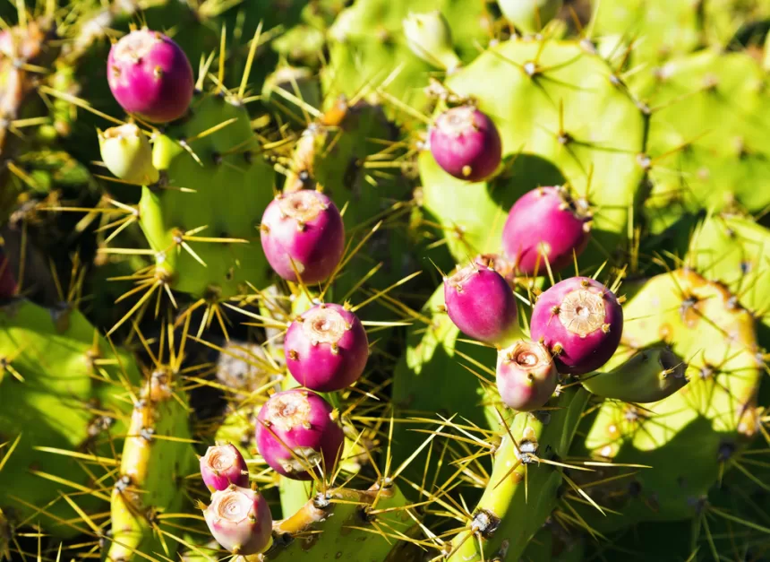 Red Prickly Pear Cactus Fruits مجلة نقطة العلمية